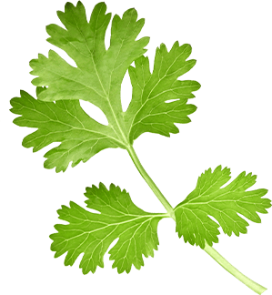 Cilantro