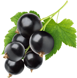 Black Currant