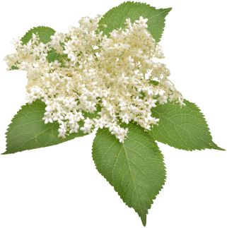 Elderflower