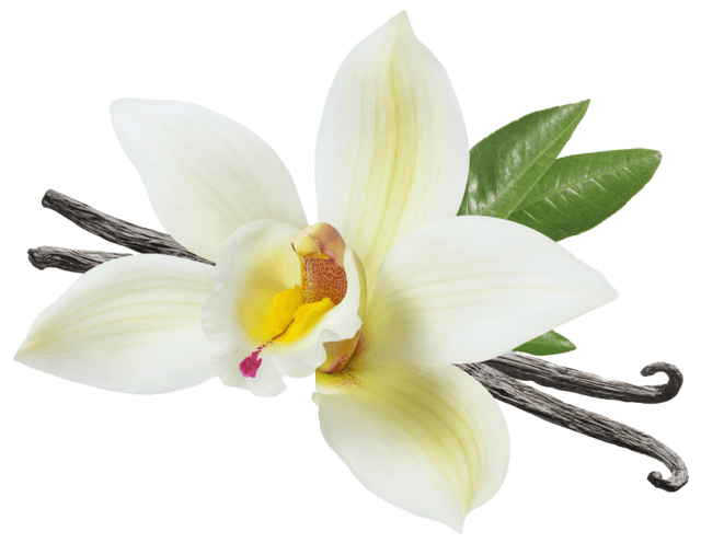 vanilla organic flavor