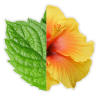 Mint Hibiscus Plant Based Flavors